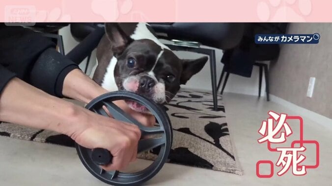 かみついたまま必死に追いかける