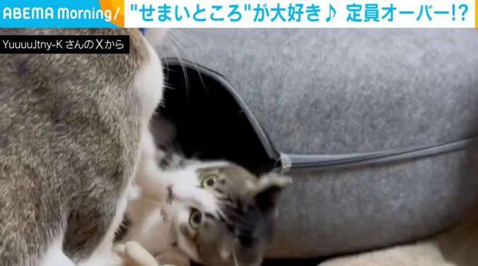 猫のポポちゃんとパンちゃん