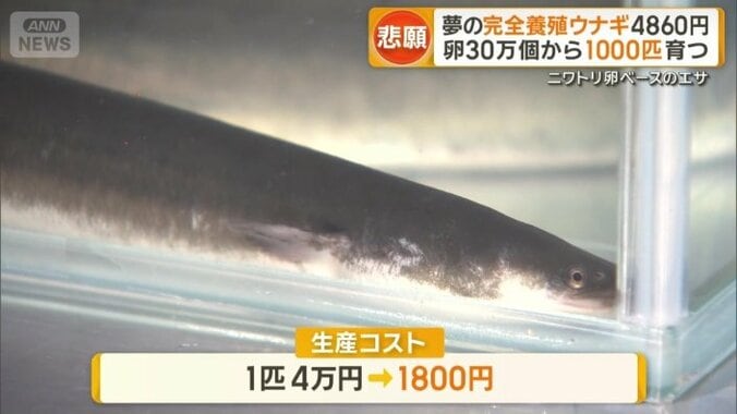 生産コストは1匹4万円から1800円に