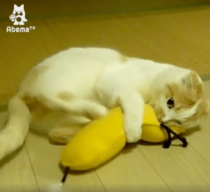 猫ポッケ、モグラ叩きゲームにハマる「本能には逆らえないにゃ…」 1枚目