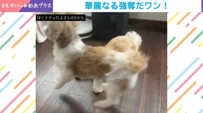 ナチョ氏と奈々ちゃん