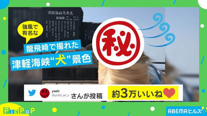 犬が強風で「お口びろーんなってる」 必死で耐える“笑撃リアクション”にツボっちゃう人続出 1枚目