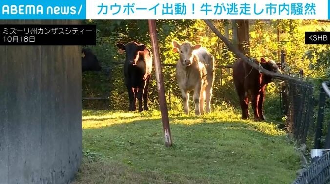 牛