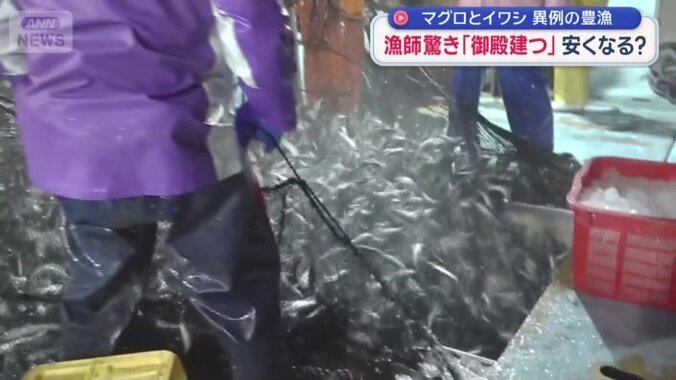 大量のイワシ