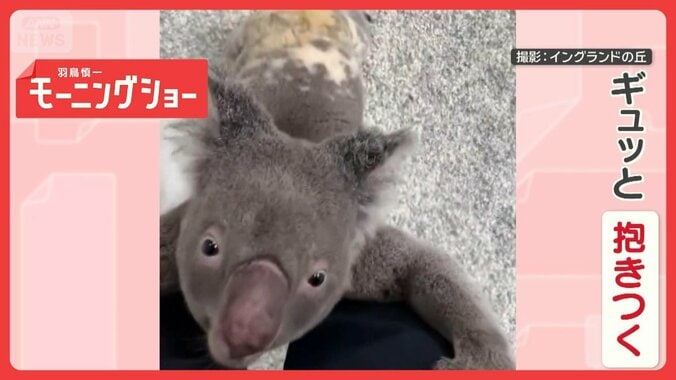 飼育員さんLOVE　ギュッとして体をスリスリするコアラさん　どうして抱きしめる？ 1枚目