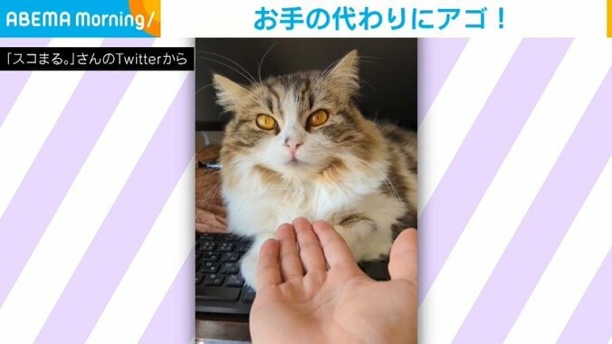 “お手”を特訓する猫があざとすぎる行動 まさかの結末に「惚れてまうやろー」「可愛すぎ」と悶絶の声 1枚目