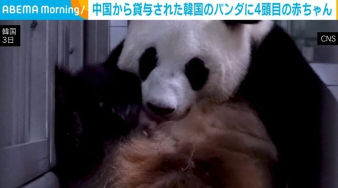 ジャイアントパンダ