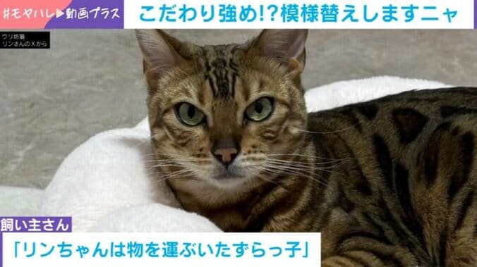 猫のリンちゃん