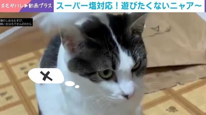 “スーパー塩対応”の猫