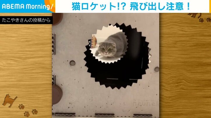 飛び出し注意!? 穴めがけて飛び込む猫の“凄い勢い”に「ロケット！」「運動神経が良い」と驚きの声