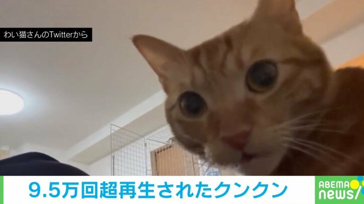 猫が飼い主のおしりをクンクン→ニオイを嗅いだあとの“絶妙なリアクション”に「カメラ目線最高」「驚いたにゃあぁぁ!」と話題