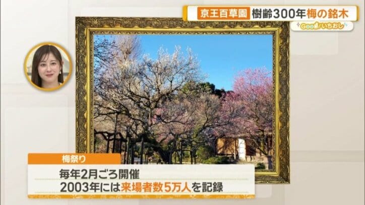 毎年行われる梅祭り