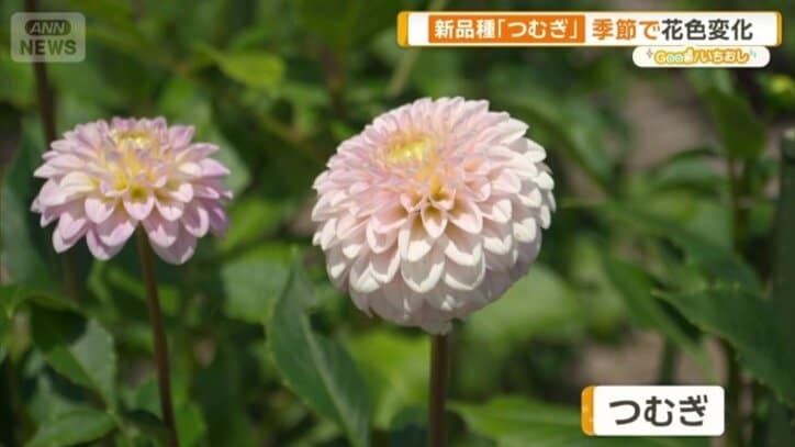 つむぎ