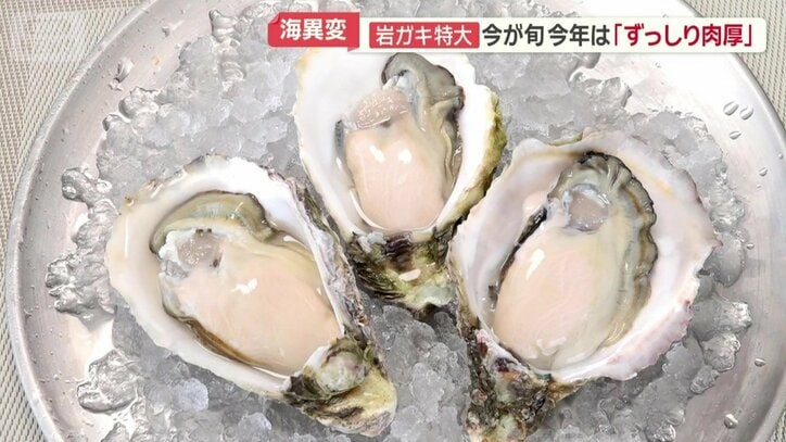 「海のミルク」岩ガキ