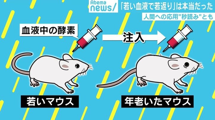若い血液注入でマウスが“若返り” 人間への応用は「秒読み」とも