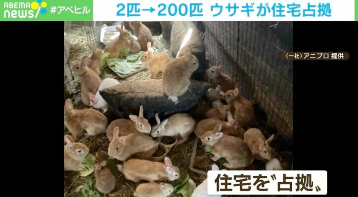 2年で2匹→200匹以上に… ウサギが住宅占拠 多頭飼育崩壊に動物愛護団体「受胎を防ぐ方法を最優先するべき」