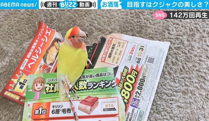 「美意識が高すぎｗ」インコの“珍”行動に驚きの声 ちぎったチラシで羽根を器用にデコレーション