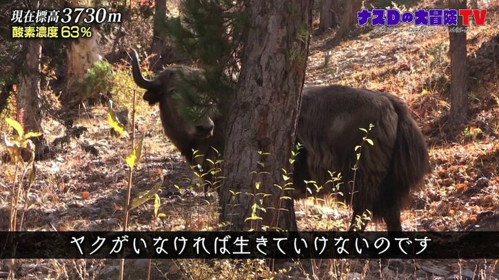 「ヤクがいなければ生きていけない」ナスD、ヒマラヤ・ドルポ地方で暮らす人々の暮らしを調査