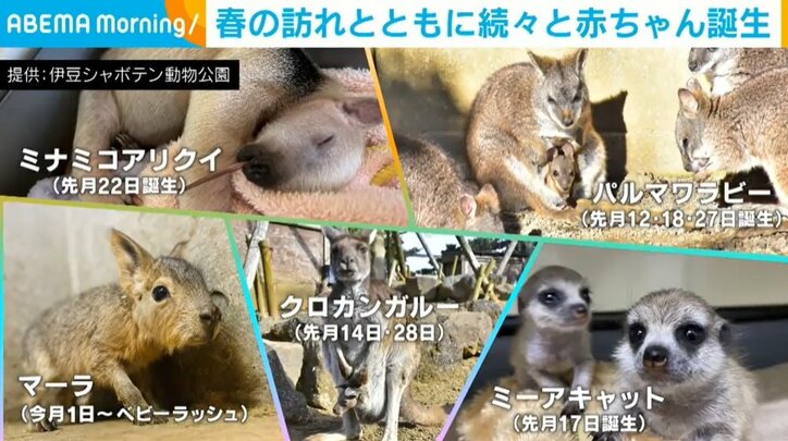 伊豆シャボテン動物公園で続々と赤ちゃん誕生 担当者「とても喜ばしく感じています」