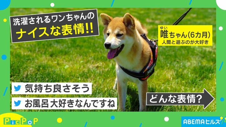 目を細めて ゆる っ とした表情でお風呂に入る柴犬が 毎日でも洗ってあげたい と話題 話題 Abema Times
