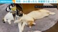 「写真ではありません」まったく動かない3匹の猫 床暖房でフリーズする光景に「時が止まっていますね」視聴者くぎ付け