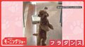 まるでフラダンス! 前脚バタバタ 二足歩行でかわいく踊るワンちゃん