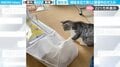 モゾモゾ動く袋をツンツンする猫…中から“まさかのボス”が出てくる様子に「気持ちよく寝てるのに邪魔するにゃ~」など話題