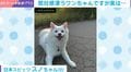 犬が専用扉を通る時に見せた“しおしお顔”→おやつで表情一変「嘘だったの!?」