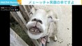 ヒツジが見せた“とびっきりの1枚”に反響 担当者「たくさんの方に笑顔をお届けできたら」