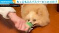 甘えん坊なポメラニアンが面白すぎる“変身” まるでモップのようになる斬新な遊びが話題