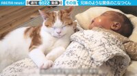 【映像】猫と赤ちゃんのほっこり「ビフォー・アフター」