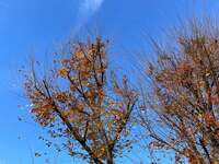 大島奈保美『入院しました』