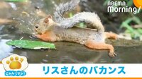 【映像】“腹ばい”の状態でぺたーんと涼むリス