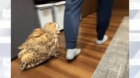 【映像】飼い主の後ろをトコトコ歩くフクロウ