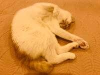 坂上忍『おっは～』