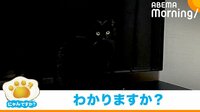 【映像】いるのに見えない… 完璧な擬態をする猫