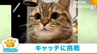 蛇口を見つめて真剣勝負! 水滴めがけて“猫パンチ”する猫