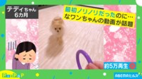 【映像】ノリノリな子犬の予想外の結末