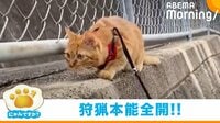 【映像】狩猟本能全開な猫 飼い主に止められても目を離さない姿に反響