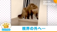 【映像】やんのかポーズ→二足歩行でフェードアウトする猫