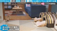 【映像】寝床に頭を突っ込んで眠る兄妹
