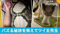 「アミメニシキヘビ」の写真がバズった飼い主