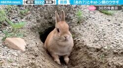「あれ？土が無くなってる…」“キョトン顔”になってしまったウサギが、SNSで絶賛の声「ひょぇ！？って顔たまらんw」「何度みても笑っちゃう」