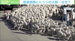 2600頭の「羊の大移動」で見物客まで密に 高速道路が一時通行止め アメリカ・アイダホ州