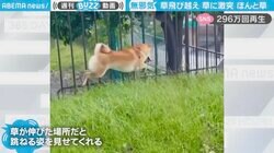 「こんな軽やかな柴犬はじめて」ぴょんぴょんと草を飛び越えた犬が、草に激突する姿が話題