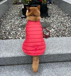  上島竜兵さんの妻、83歳を迎える前に亡くなった父親の墓参り「本人のいない2回目の誕生日です」 