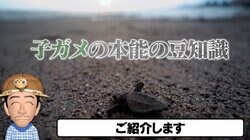 子ガメが生まれた直後に海を目指す理由 弱肉強食の世界を生き抜くために働く“本能の力”がスゴい