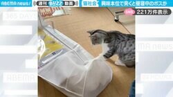 モゾモゾ動く袋をツンツンする猫…中から“まさかのボス”が出てくる様子に「気持ちよく寝てるのに邪魔するにゃ～」など話題