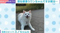犬が専用扉を通る時に見せた“しおしお顔”→おやつで表情一変「嘘だったの!?」