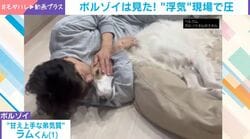 まるで浮気現場!? 犬を見る別のワンコの姿に「笑ってしまいました」「『そこ代われよ』」「圧だけで全てを語るスタイル」などの声